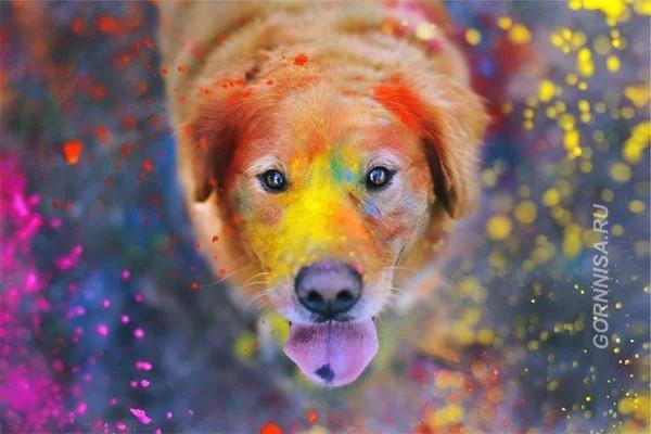 Con vật yêu thích tiết lộ điều gì đang chờ đợi bạn trong 60 ngày sắp tới?-4