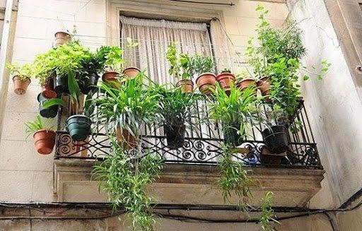 4 loại cây trồng ở ban công giúp thu hút tài lộc, nhà ở càng lâu càng phát tài-1