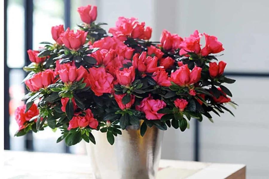 4 loại cây trồng ở ban công giúp thu hút tài lộc, nhà ở càng lâu càng phát tài-2