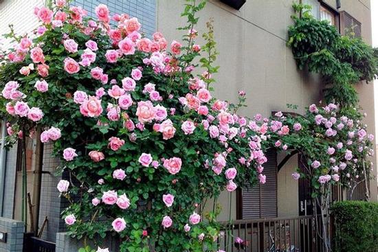 4 loại cây trồng ở ban công giúp thu hút tài lộc, nhà ở càng lâu càng phát tài