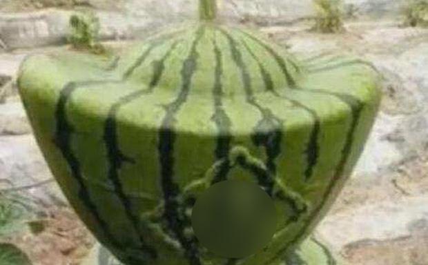 Mua được trái dưa hấu hình thỏi vàng khổng lồ giá 600k, anh chàng hốt khi bổ ra-2