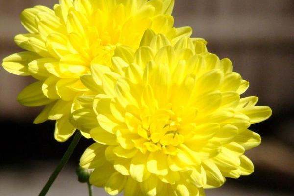 Nhìn điểm này biết ngay kiểu đàn ông bất tài lại còn gia trưởng-2