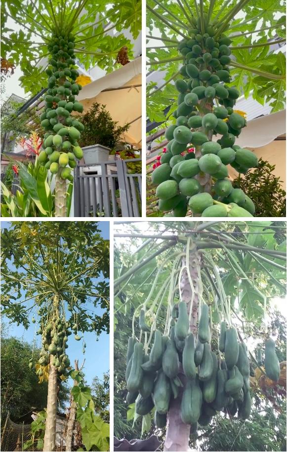 Cây đu đủ định giá 7 tỷ vì mọc quả siêu dị biệt, Việt Nam hiếm nơi trồng được-2