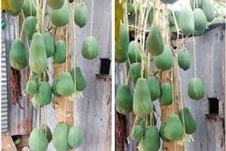Cây đu đủ định giá 7 tỷ vì mọc quả siêu 'dị biệt', Việt Nam hiếm nơi trồng được