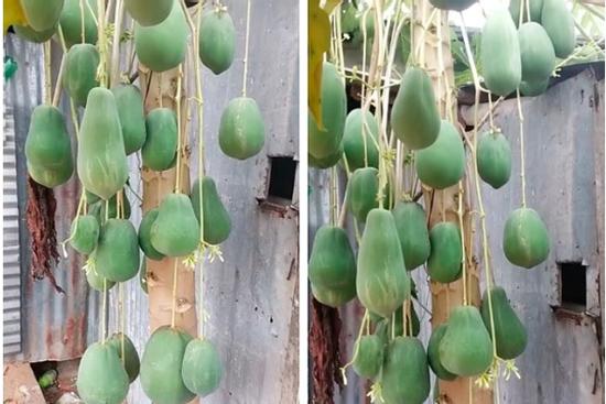 Cây đu đủ định giá 7 tỷ vì mọc quả siêu 'dị biệt', Việt Nam hiếm nơi trồng được