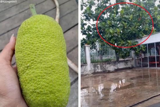 Chàng trai khoe mít được mùa, quả mọc tận ngọn nhưng hóa ra là cú lừa