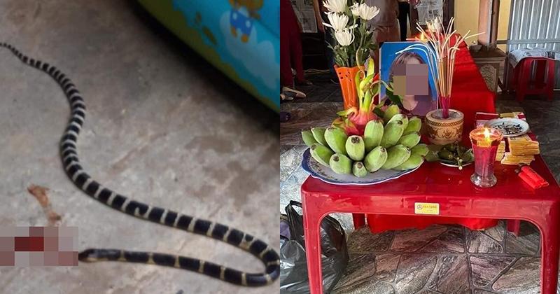 Cô gái Nghệ An kể chuyện 3 lần rắn cạp nia bò vào nhà lúc giữa đêm-4