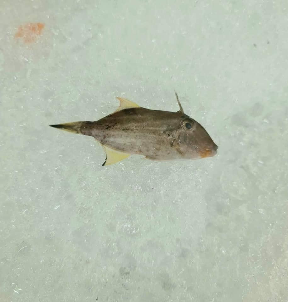 Thấy chú cá tươi duy nhất ở siêu thị, cô gái mua về và cái kết bất ngờ-2