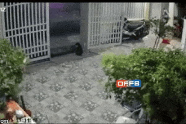 Clip: 2 bé thoát chết thần kỳ khi né được chậu hoa rơi xuống-1