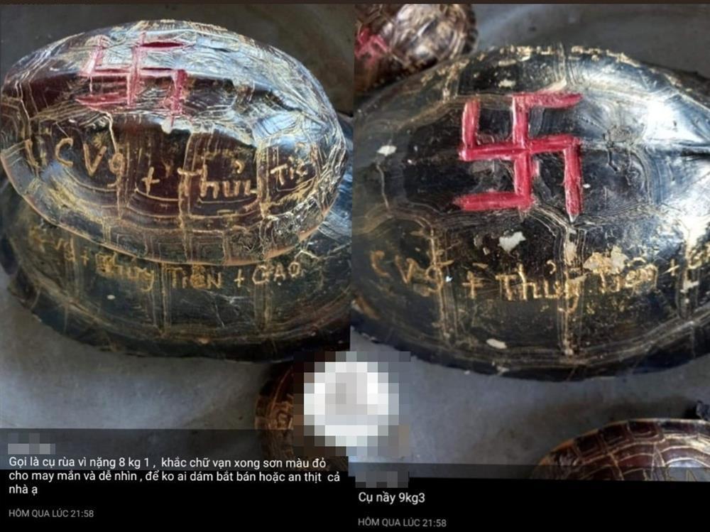 Clip: Thủy Tiên nuôi kiến giữa ồn ào khắc tên lên mai rùa-2