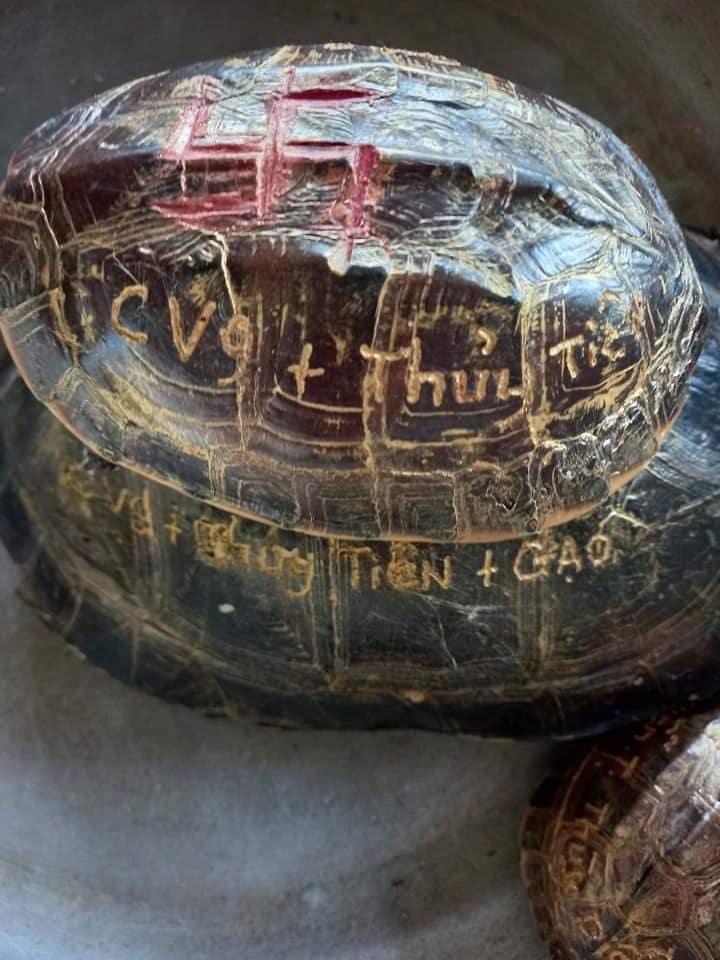 Clip: Thủy Tiên nuôi kiến giữa ồn ào khắc tên lên mai rùa-3