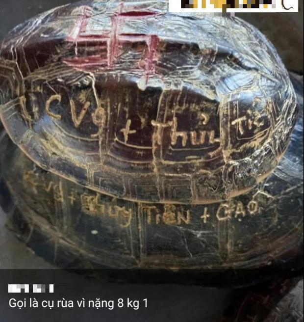 Khắc tên Thủy Tiên lên mai rùa phóng sinh: Không phải đạo Phật thuần túy-2