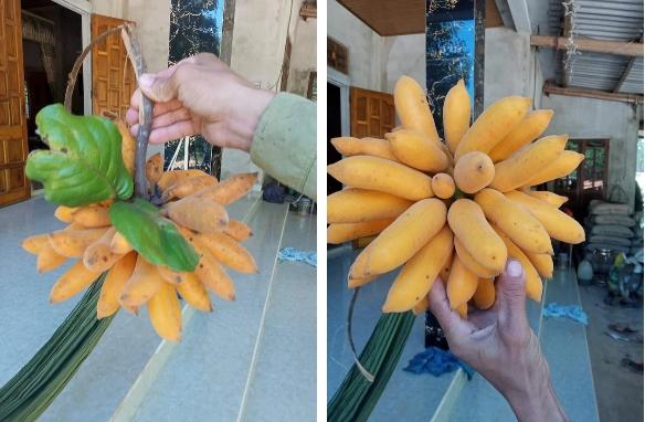 Thanh niên khoe chùm quả tua tủa như đột biến, nhìn mãi không đoán nổi tên-1