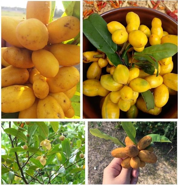 Thanh niên khoe chùm quả tua tủa như đột biến, nhìn mãi không đoán nổi tên-3