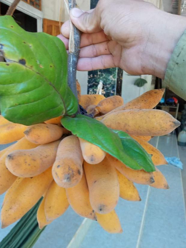 Thanh niên khoe chùm quả tua tủa như đột biến, nhìn mãi không đoán nổi tên-4