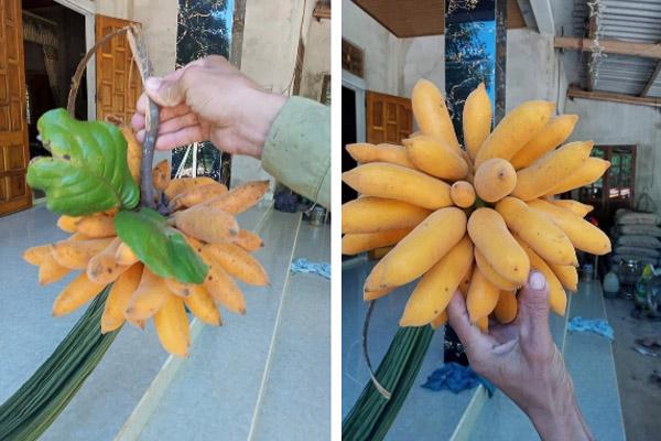 Cô gái khoe dưa hấu đột biến được định giá 2 tỷ, dân mạng khẳng định giống hiếm-3