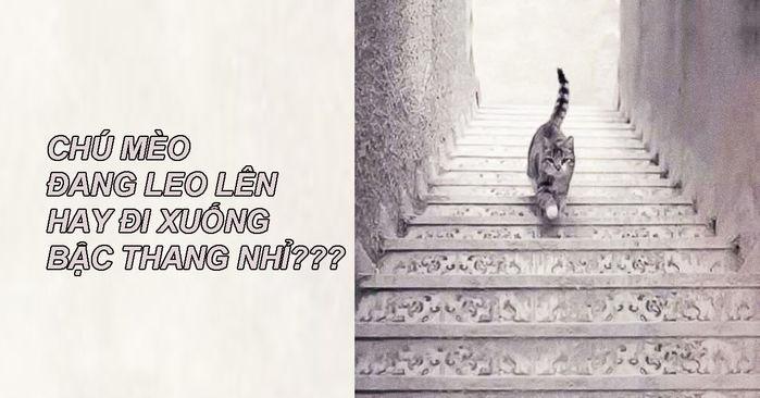 Con mèo đi lên hay đi xuống? Câu trả lời nói lên tính cách và thành công của bạn-1