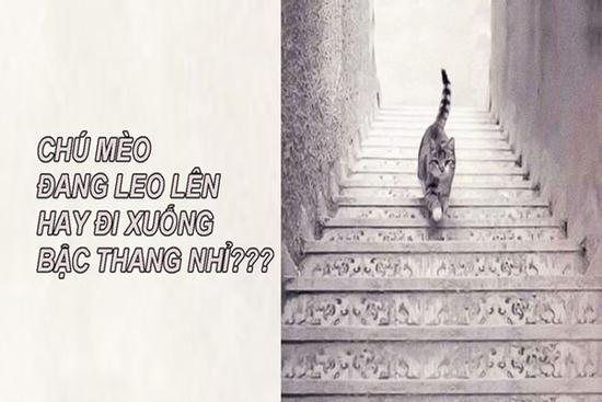 Con mèo đi lên hay đi xuống? Câu trả lời nói lên tính cách và thành công của bạn