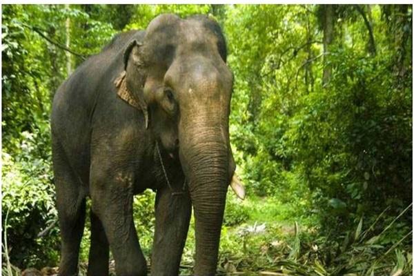 Hoàng Yến ra nước ngoài, Lý Hải lên Đà Lạt mùa dịch Covid-19-6