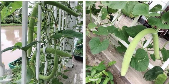 Loại quả trông giống hệt mướp nhưng sự thật nhiều người không tin nổi-1