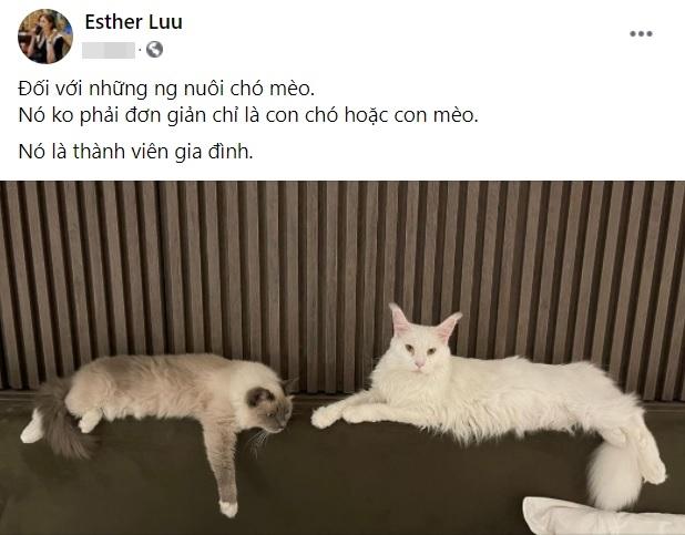 Hari Won viết tút thương con mèo liền bị hỏi: Người dân là con gì?-2