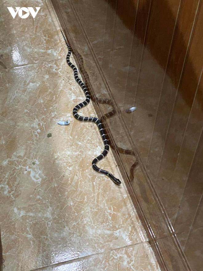 Rùng mình rắn bò vào sân, người đàn ông bế thốc đứa trẻ chạy đứt dép-1