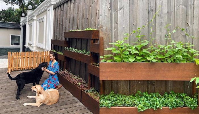 Đã mắt khu vườn nhỏ nhưng xinh của Tăng Thanh Hà-7