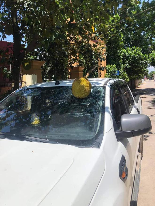 Tài xế đỗ xe dưới cây mít chín, tưởng được lộc ăn ai ngờ nhận kết đắng mề-2
