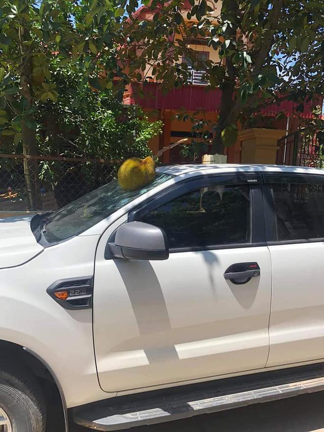 Tài xế đỗ xe dưới cây mít chín, tưởng được lộc ăn ai ngờ nhận kết đắng mề-3