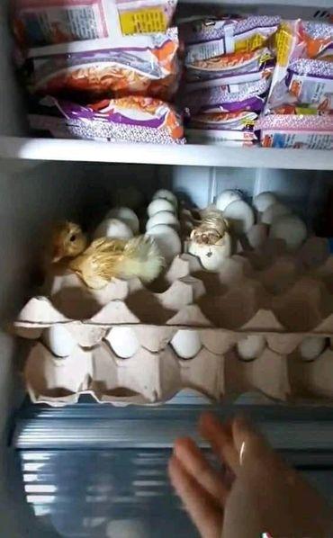 Mua trứng cất ăn dần, ngày buồn mồm mở tủ thấy... đàn vịt con-3
