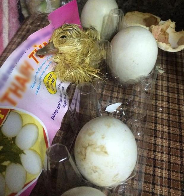 Mua trứng cất ăn dần, ngày buồn mồm mở tủ thấy... đàn vịt con-4