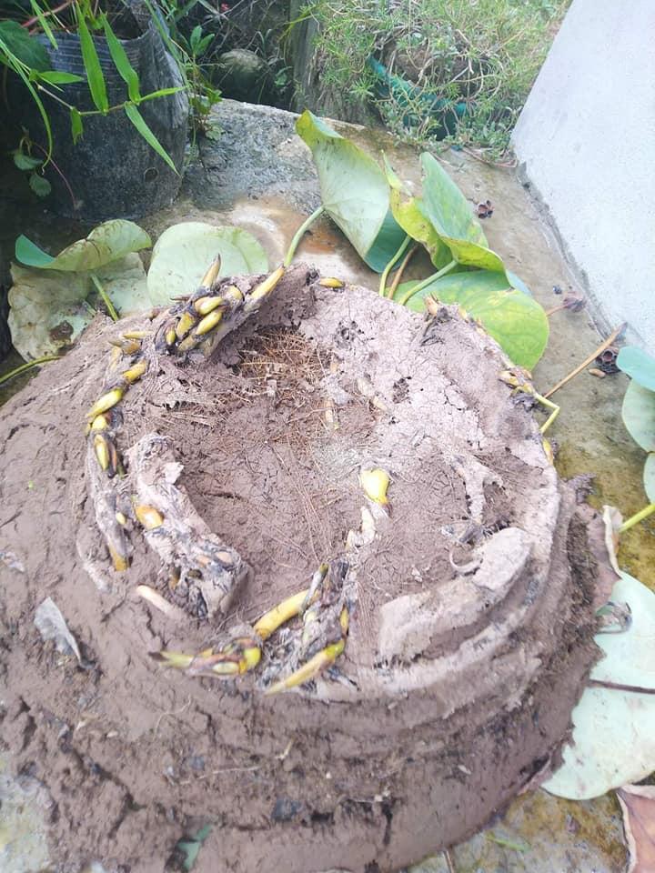 Vợ khéo tay trồng sen kiểu IQ vô cực, chồng nhìn xỉu luôn tại chỗ-2