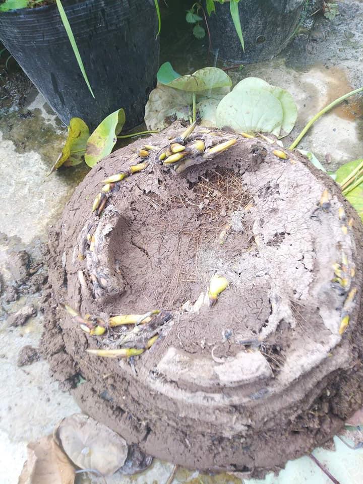 Vợ khéo tay trồng sen kiểu IQ vô cực, chồng nhìn xỉu luôn tại chỗ-4