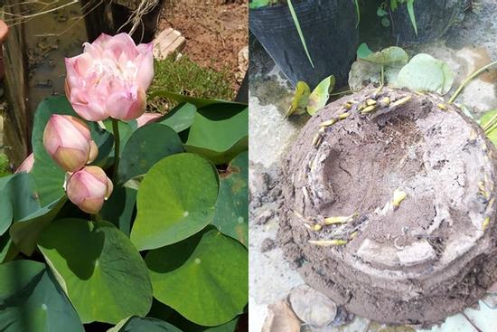 Vợ khéo tay trồng sen kiểu 'IQ vô cực', chồng nhìn xỉu luôn tại chỗ