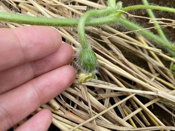 Cố trồng dưa hấu tại nhà, chủ nhân hí hửng bổ ra và bị ném đá bởi lý do này-1