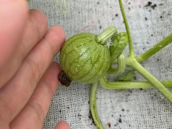 Cố trồng dưa hấu tại nhà, chủ nhân hí hửng bổ ra và bị ném đá bởi lý do này-2