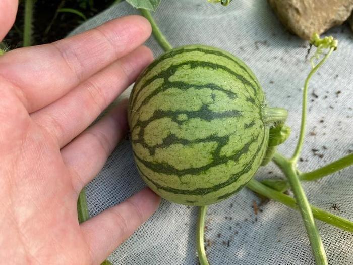 Cố trồng dưa hấu tại nhà, chủ nhân hí hửng bổ ra và bị ném đá bởi lý do này-4