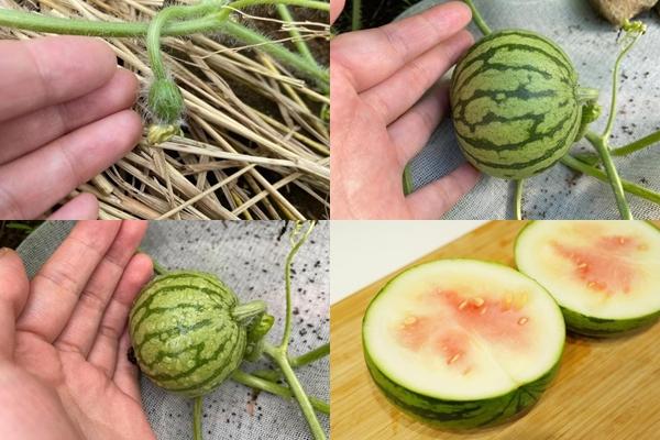 Cô gái tỉa dưa hấu chẳng giống ai, dân mạng thắc mắc: Không có gì làm à-3