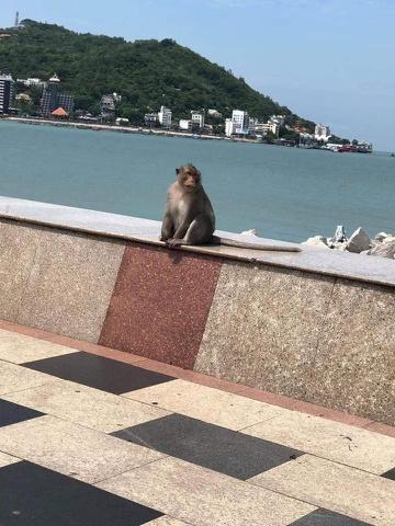 Đàn khỉ xuất hiện trên đường phố Vũng Tàu-1
