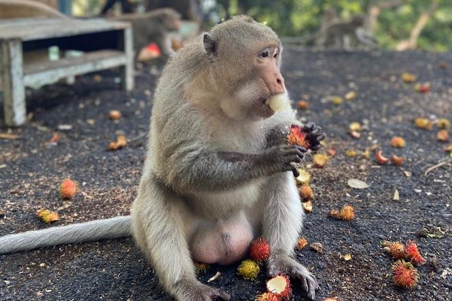 Đàn khỉ xuất hiện trên đường phố Vũng Tàu-2