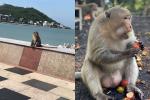 Đàn khỉ ở Vũng Tàu đuổi không đi, tiếp tục đại náo khu dân cư-2