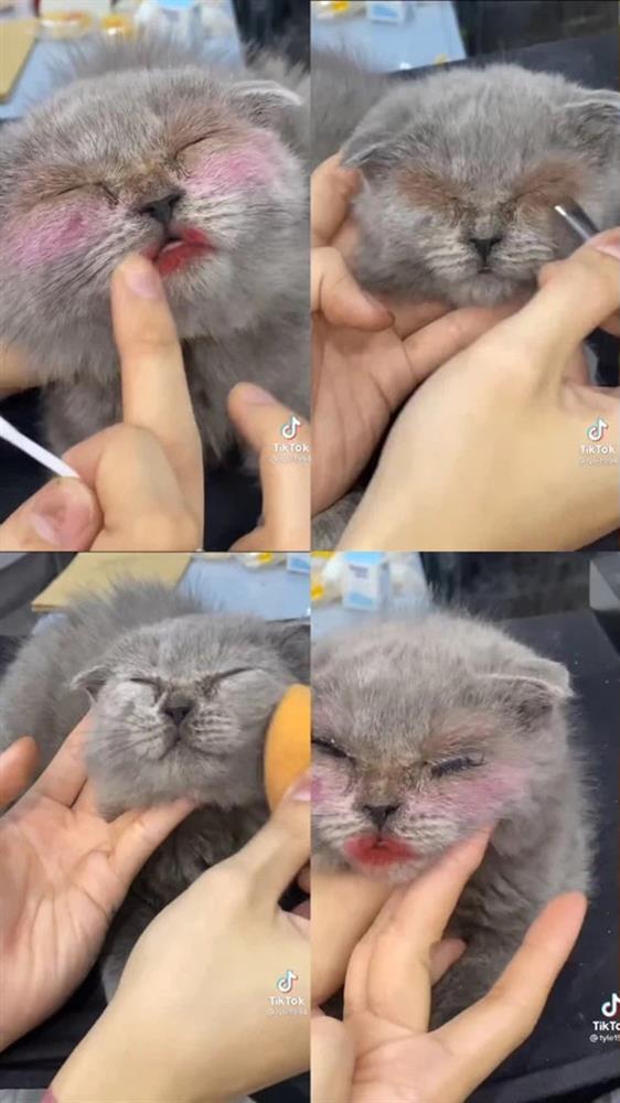 Lôi mèo ra makeup rồi gắn mi giả, một beauty blogger có tiếng bị netizen ném đá phải lên mạng phân trần-2