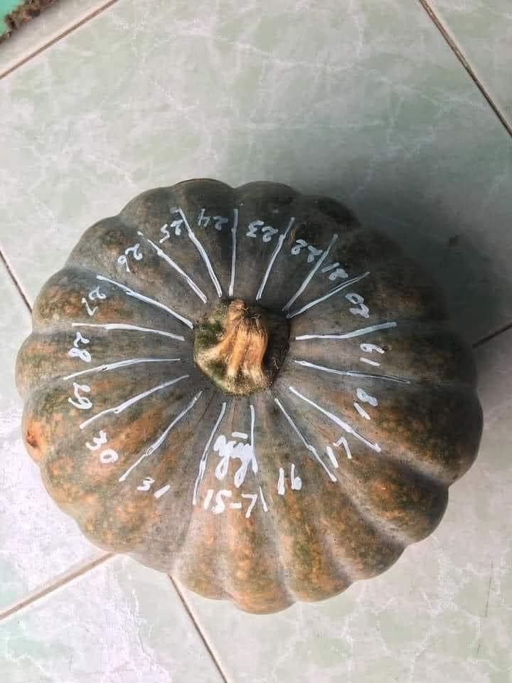 Được tặng bí ngô, thanh niên chia sẻ cách tiết kiệm ăn nguyên tháng-2