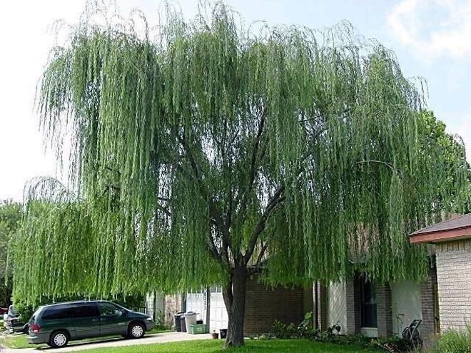 2 loại cây trồng giúp gia chủ giàu có, 3 loại nên tránh xa kẻo tán lộc-2