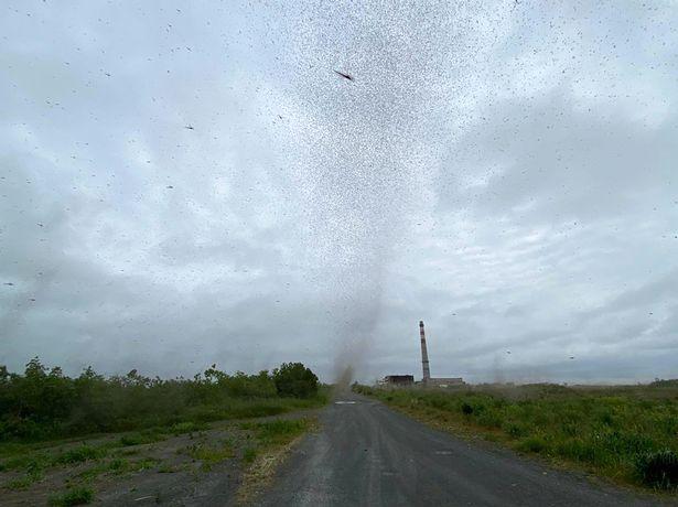 Clip: Hàng triệu con muỗi tạo thành lốc xoáy ở Nga nhìn sởn da gà-1