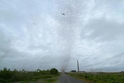 Clip: Hàng triệu con muỗi tạo thành 'lốc xoáy' ở Nga nhìn sởn da gà