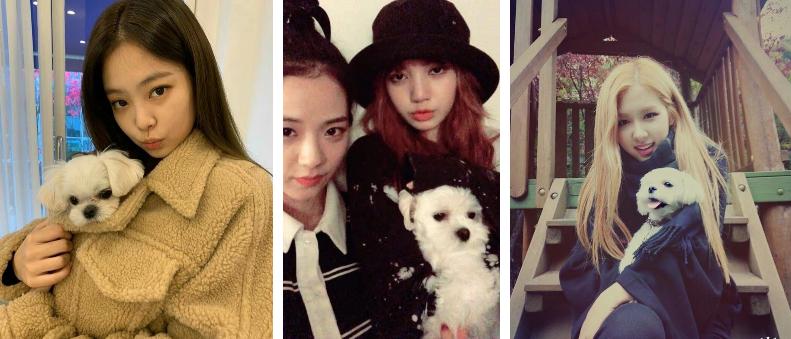 Số hưởng như cún cưng của Jisoo: 3 lãnh đạo Dior gửi quà sinh nhật gần 80 triệu-7