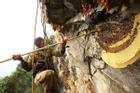 Liều mình săn 'mật ong điên' trên vùng núi Nepal