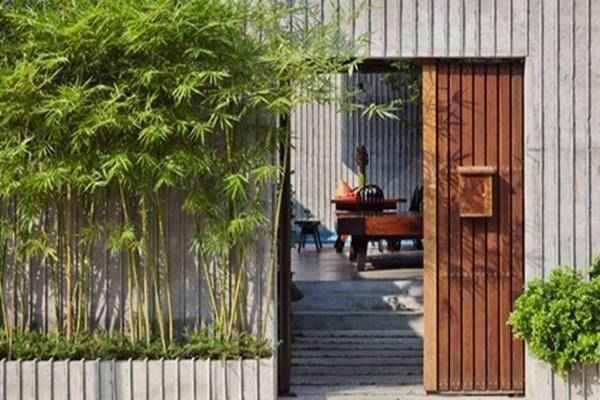 5 loại cây hái ra tiền, đặt ở phòng khách giúp gia chủ giàu sang-6