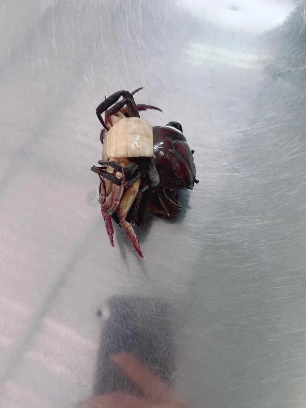 Mua cua về chưa kịp chế biến, cô gái cầu cứu vì gặp cảnh dở khóc dở cười-3